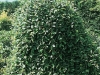 Salix caprea pendula